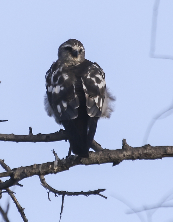 Mississippi Kite (Juvenile)
