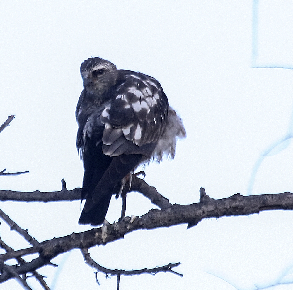 Mississippi Kite (Juvenile)