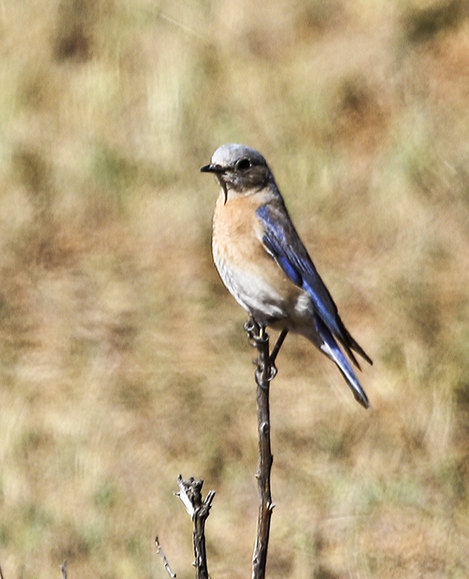 Western Bluebird
