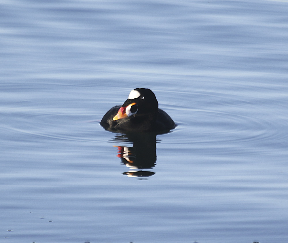 Surf Scoter