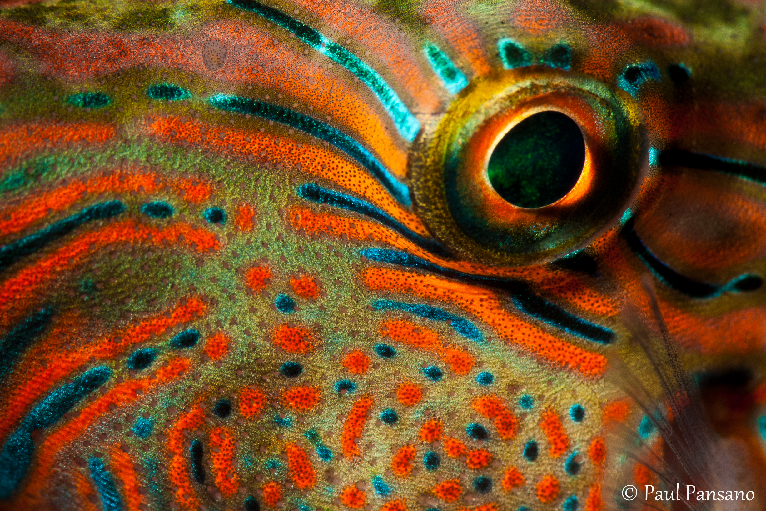 Eye of Juvenile Pufferfish