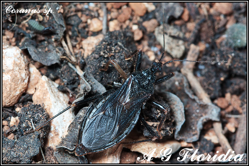 Reduvius personatus