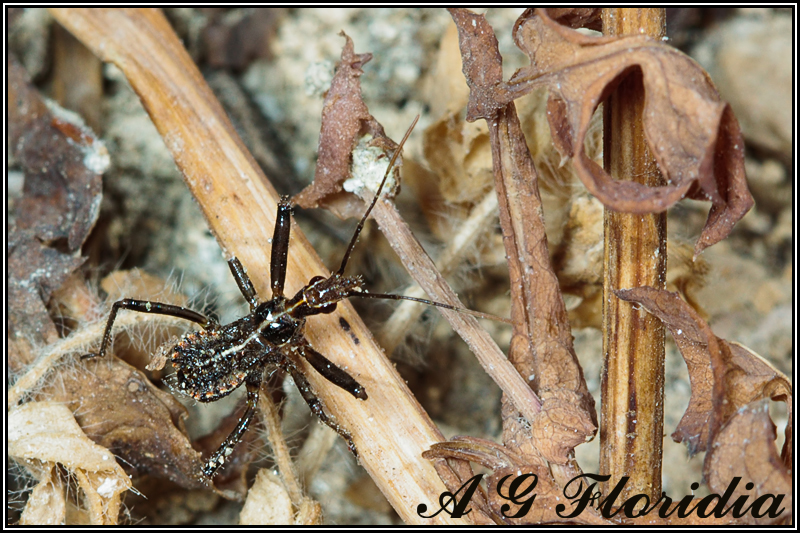 Reduviidae