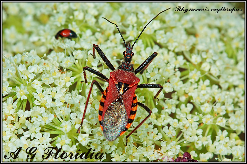 Rhynocoris erythropus