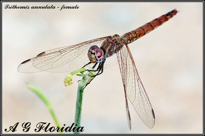 Trithemis annulata - female