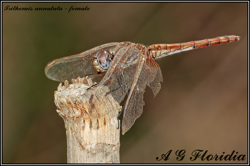 Trithemis annulata - female