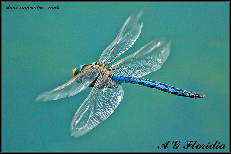 Anax imperator - male 