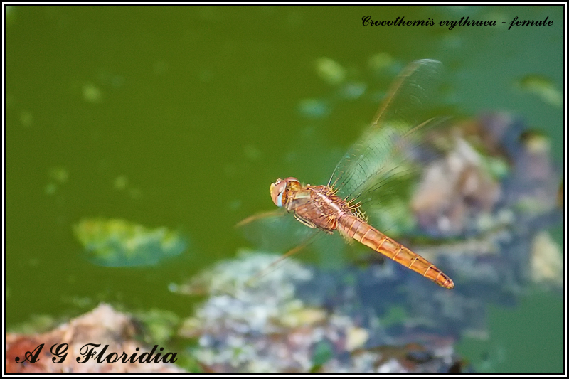 Crocothemis erythraea - female