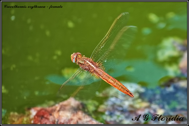 Crocothemis erythraea - femle 