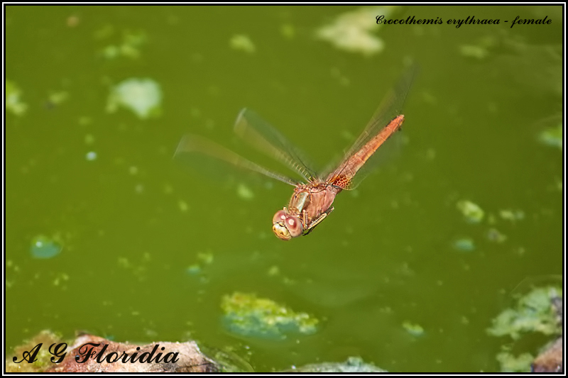 Crocothemis erythraea - femle 
