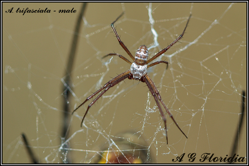 A. trifasciata - male