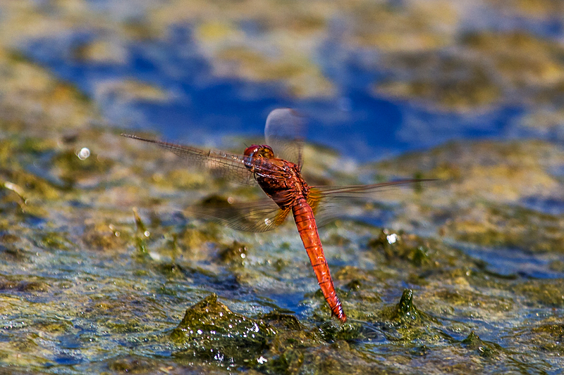 Crocothemis erythraea - female ovipositing