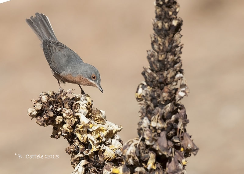 Baardgrasmus - Subalpine Warbler - Sylvia cantillans