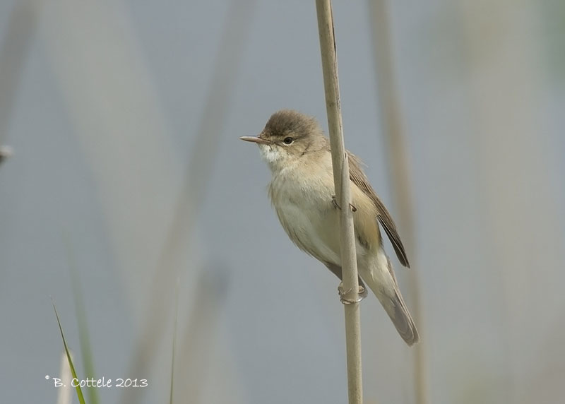 Bosrietzanger - Marsh Warbler - Acrocephalus palustris