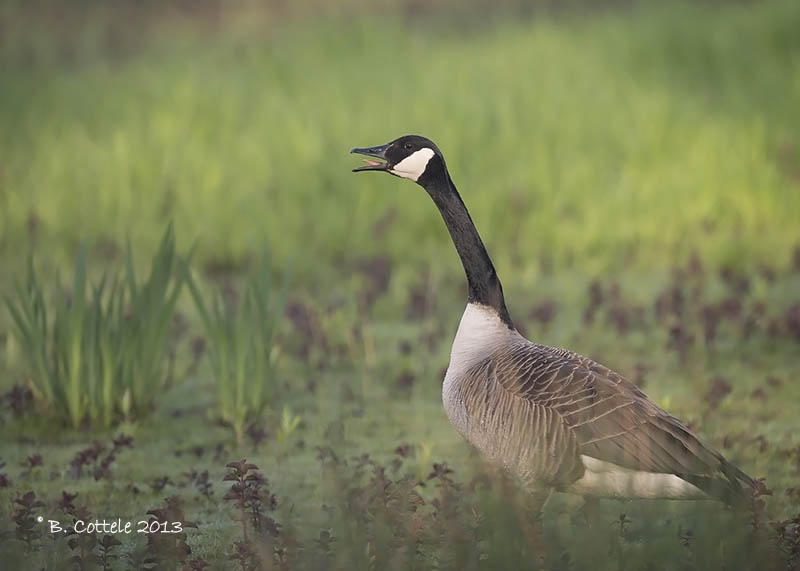 Canadese Gans - Canada Goose - Branta canadensis