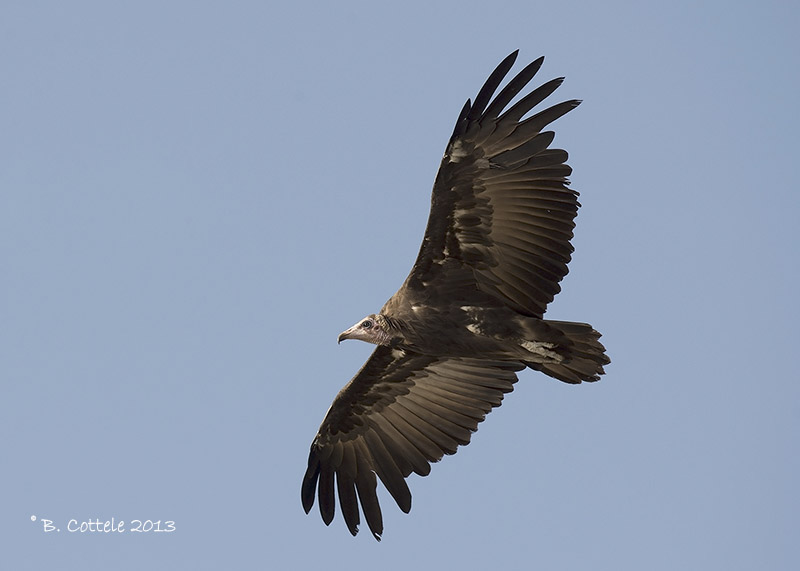 Kapgier - Hooded Vulture - Necrosyrtes monachus