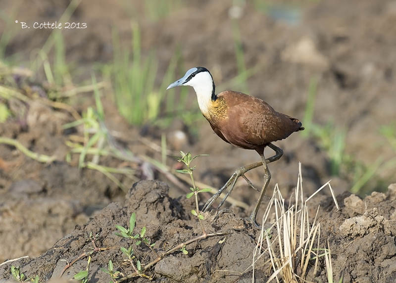 Lelieloper - African Jacana - Actophilornis africanus