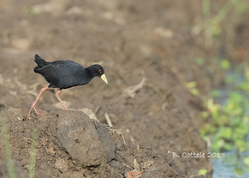 Zwarte Porseleinhoen - Black Crake - Amaurornis flavirostra