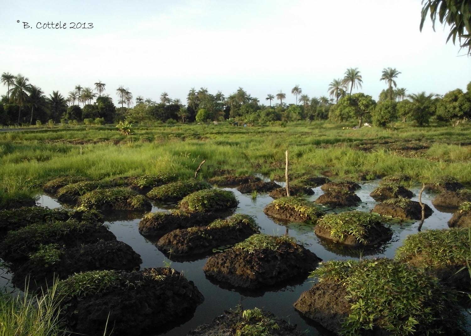 Abuko Ricefields