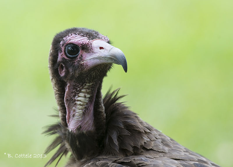 Kapgier - Hooded Vulture - Necrosyrtes monachus