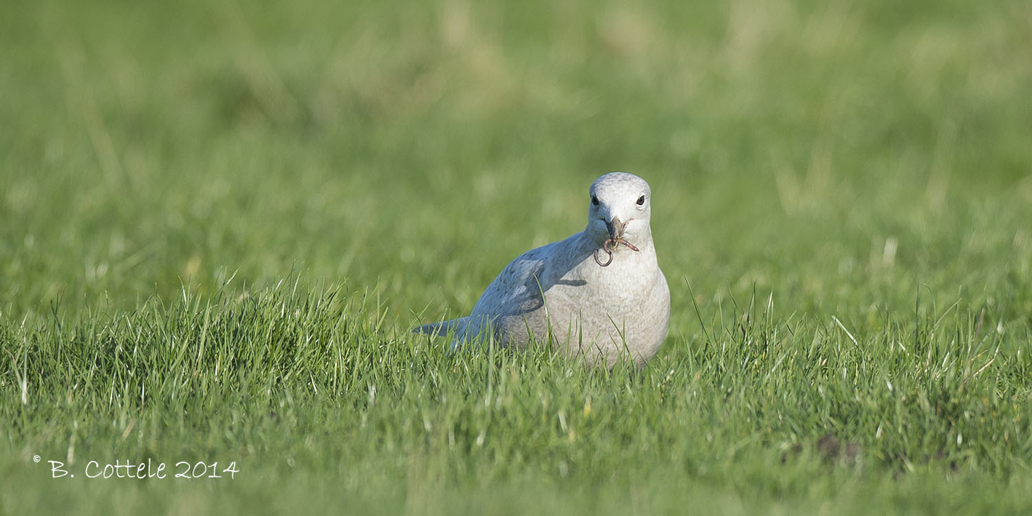 Kleine Burgemeester - Iceland Gull - Larus glaucoides