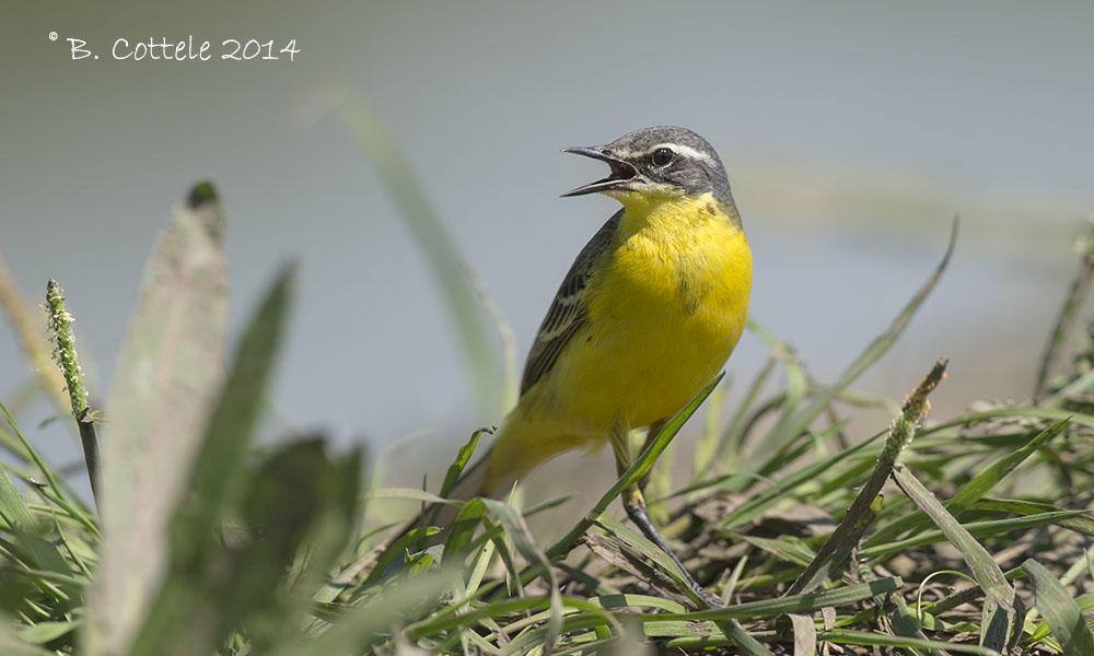 Gele Kwikstaart - Yellow Wagtail - Motacilla flava