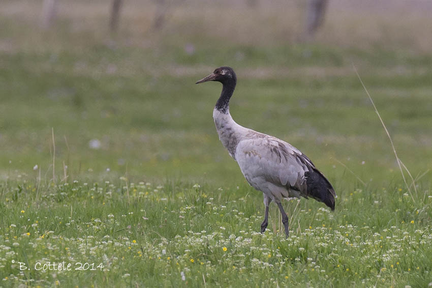 Zwarthalskraanvogel - Black-necked Crane - Grus nigricollis