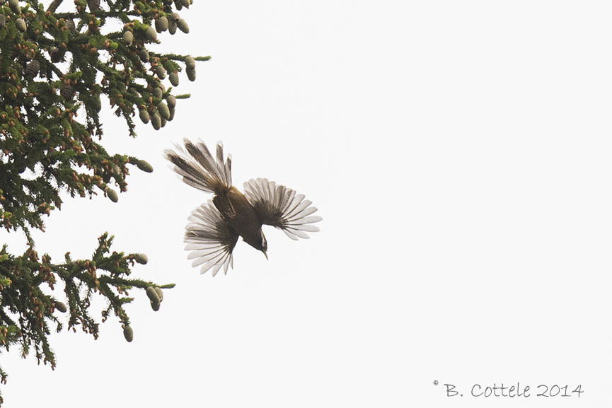 Kansulijstergaai - Snowy-cheeked Laughingthrush - Garrulax sukatschewi