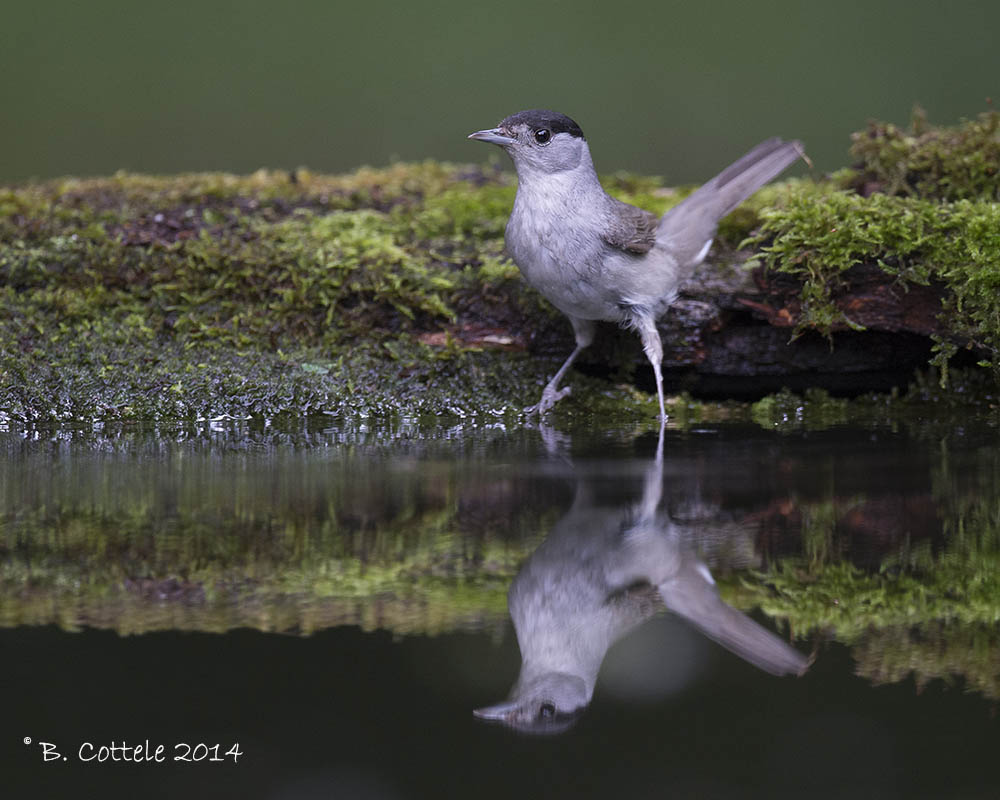 Zwartkop - Blackcap - Sylvia atricapilla