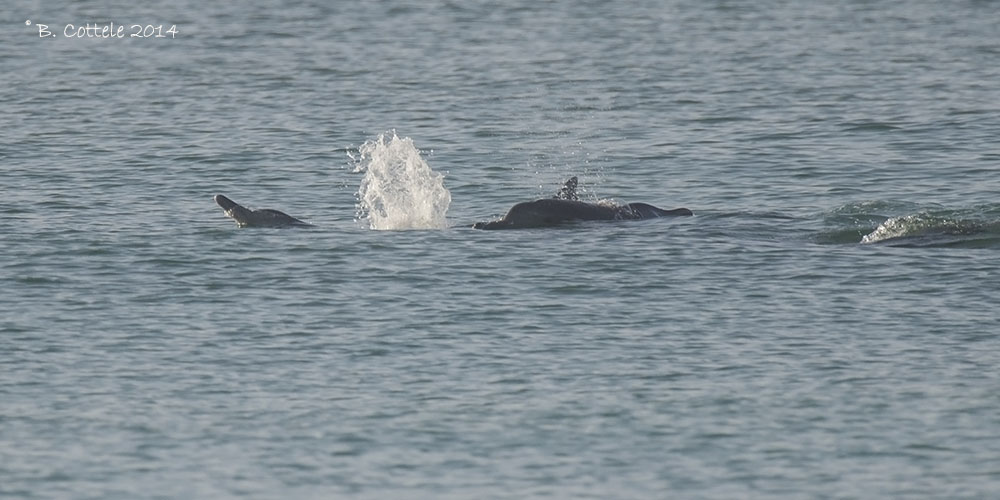 Chinese Witte Dolfijn - Indo-Pacific Humpback Dolphin - Sousa chinensis