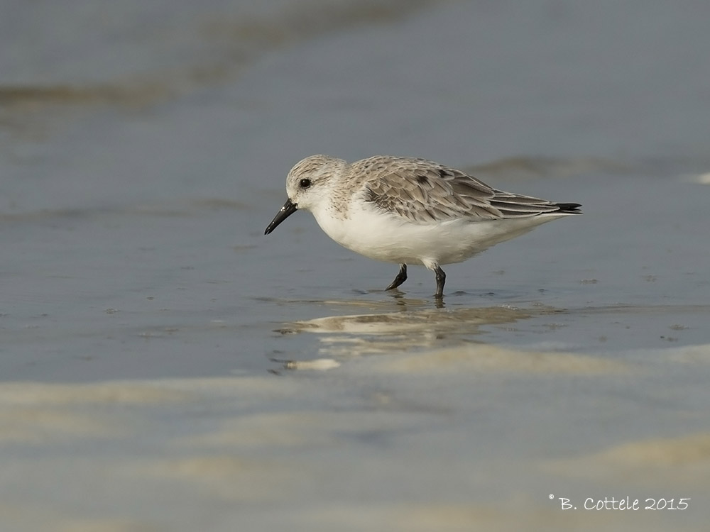 Drieteenstrandloper - Sanderling - Calidris alba