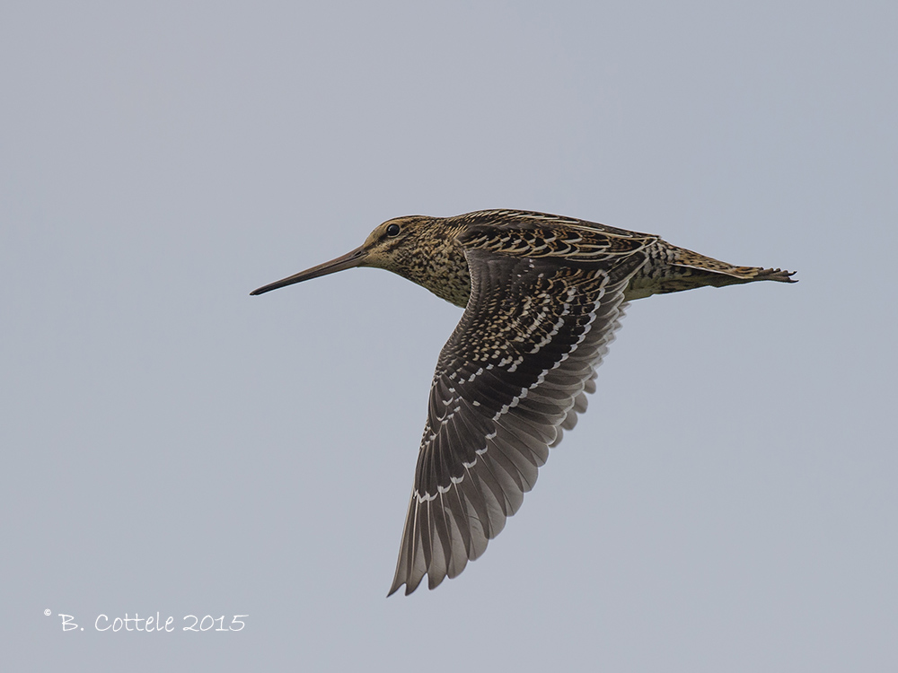 Poelsnip - Great Snipe - Gallinago media