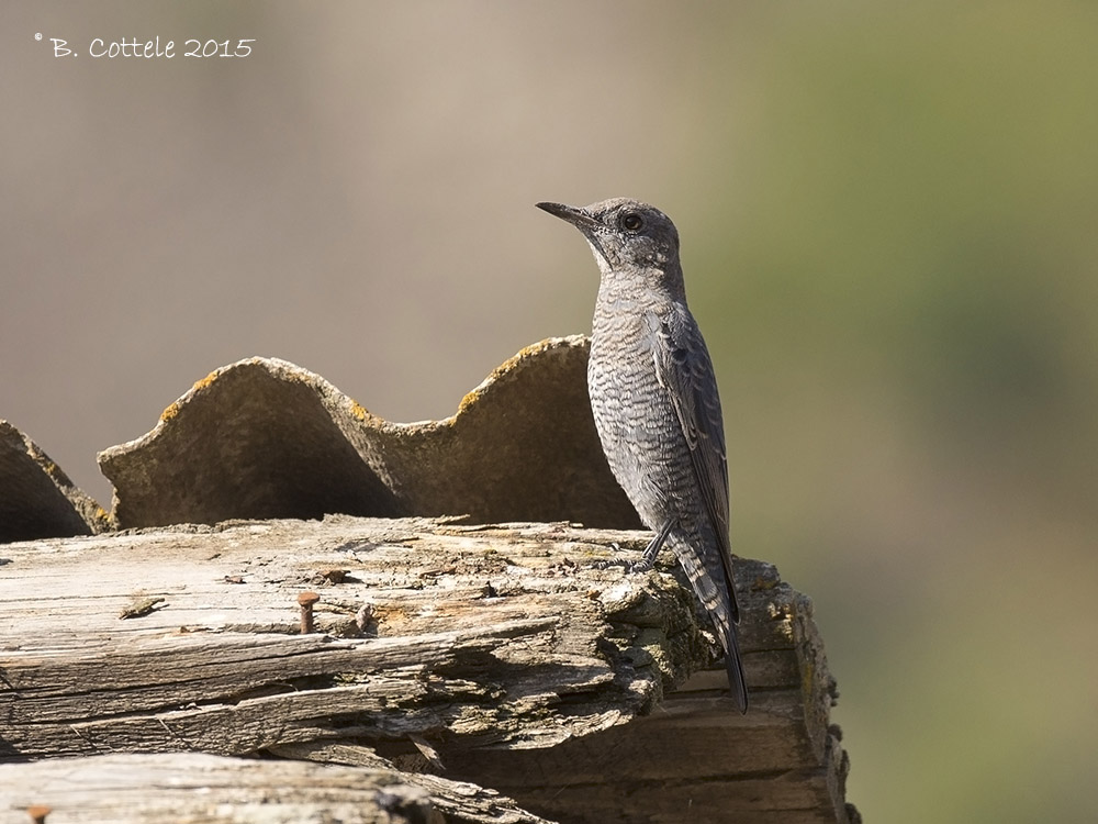 Blauwe Rotslijster - Blue Rock Thrush - Monticola solitarius