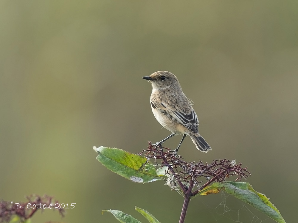 Aziatische Roodborsttapuit - Siberian Stonechat - Saxicola maura