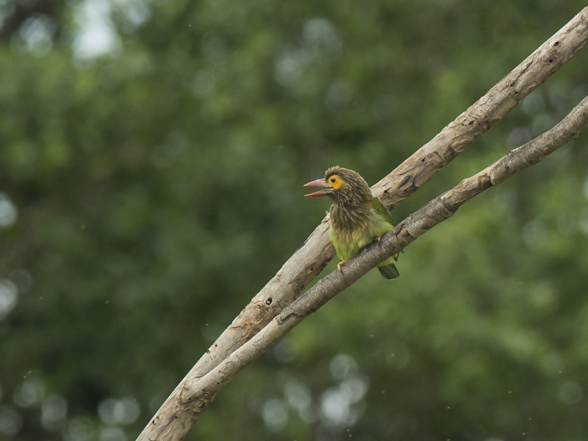 Bruinkopbaardvogel - Brown-headed Barbet - Megalaima zeylanica