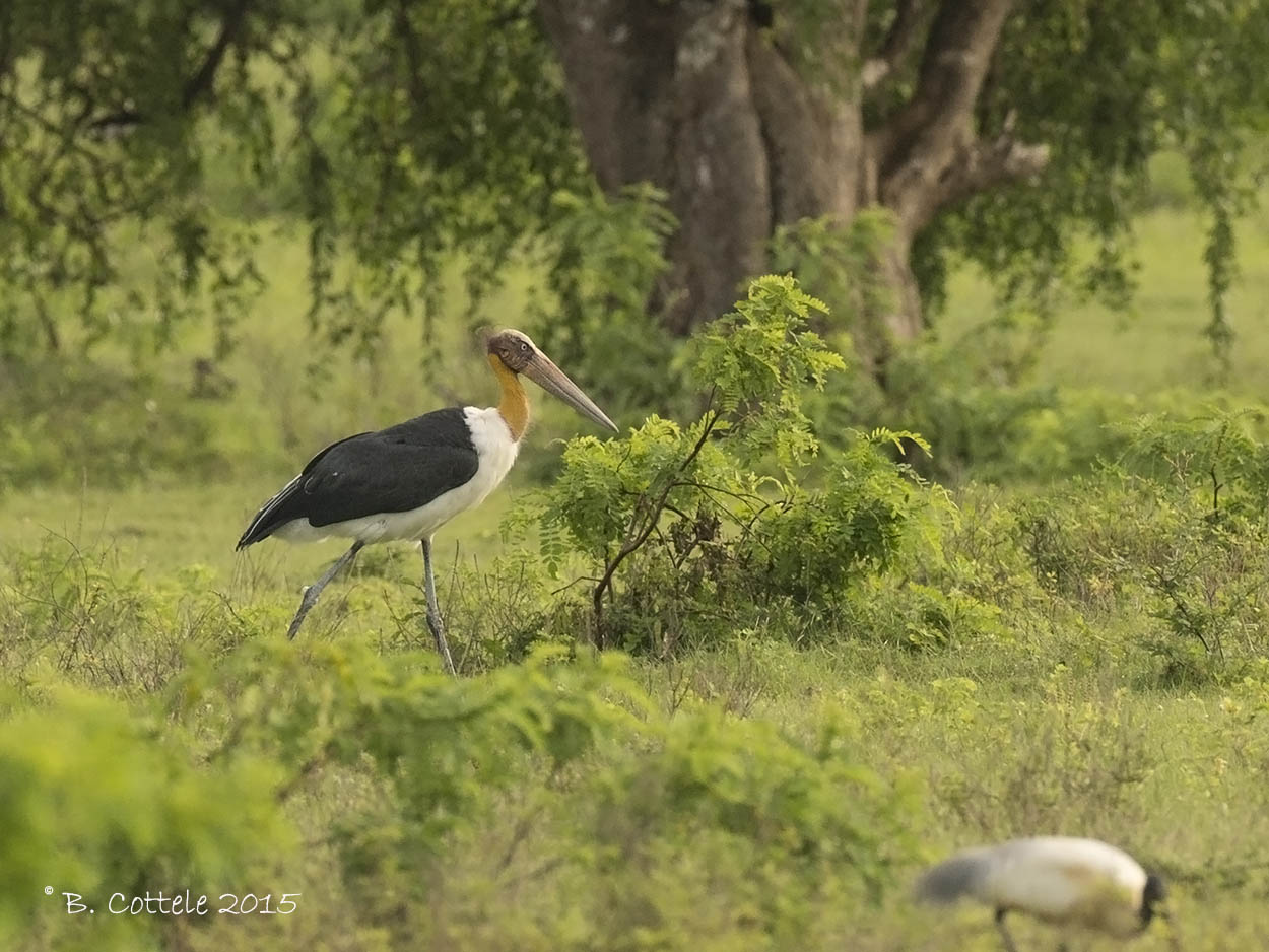 Javaanse Maraboe - Lesser Adjutant - Leptoptilos javanicus