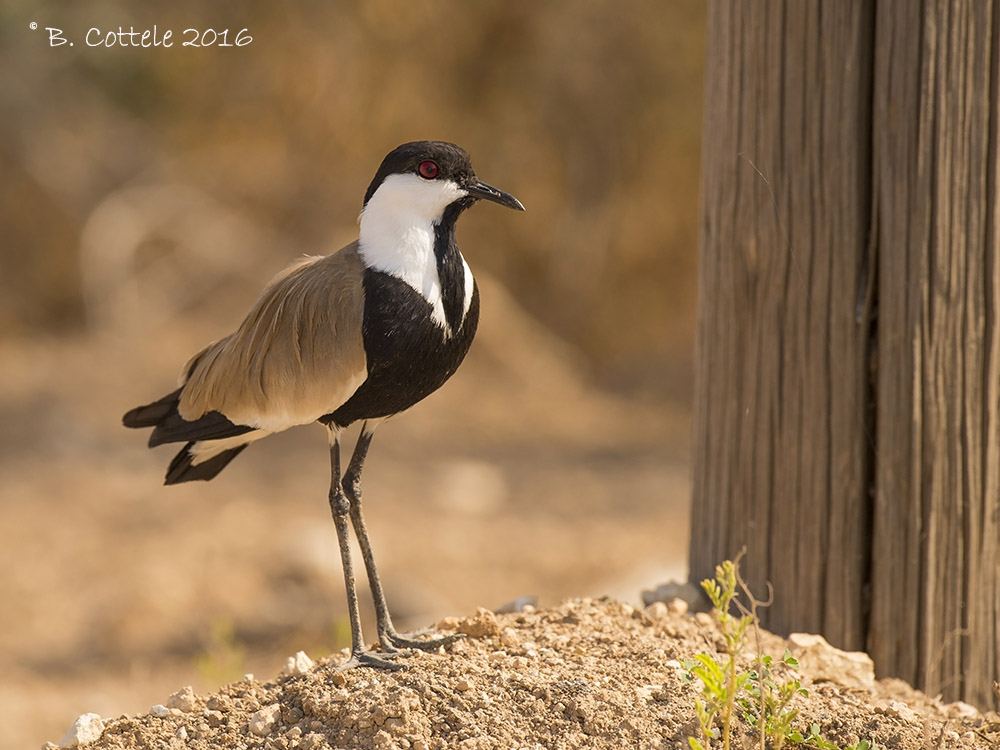 Sporenkievit - Spur-winged Lapwing - Vanellus spinosus