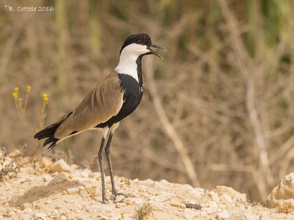 Sporenkievit - Spur-winged Lapwing - Vanellus spinosus