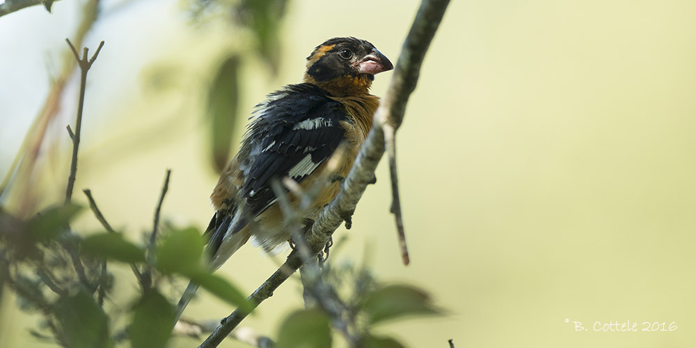 Zwartkopkardinaal - Black-headed Grosbeak - Pheucticus melanocephalus
