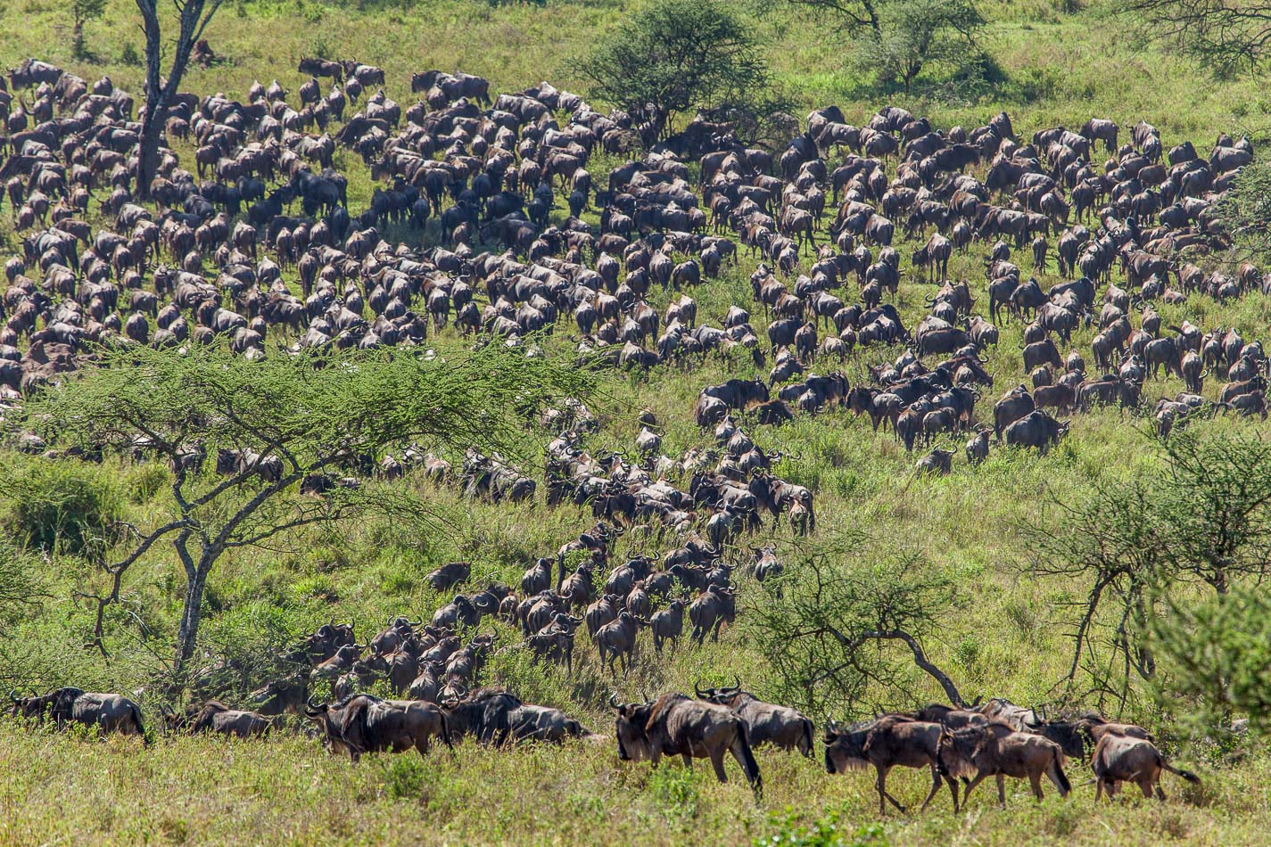 Africa-196.jpg