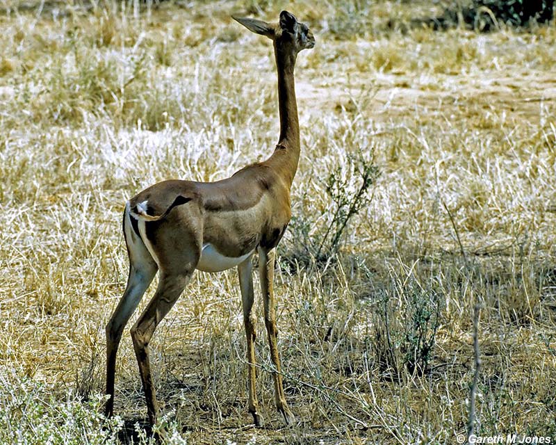 Gerenuk, Samburu 010633