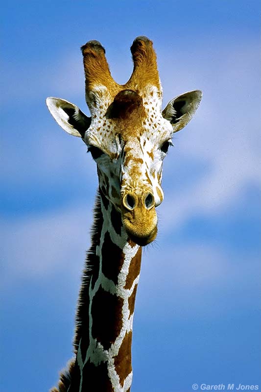 Reticulated Giraffe, Aberdare 010228