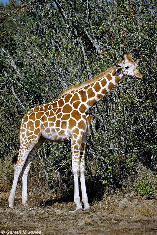 Reticulated Giraffe, Aberdare 010308