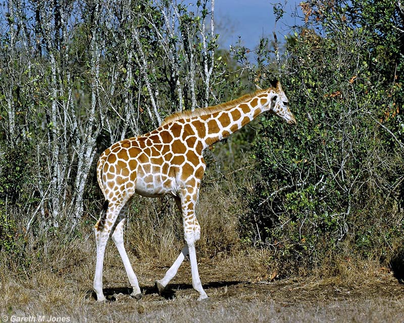 Reticulated Giraffe, Aberdare 010312