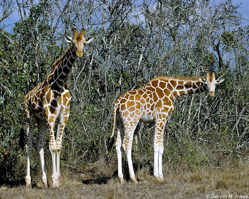 Reticulated Giraffe, Aberdare 010315