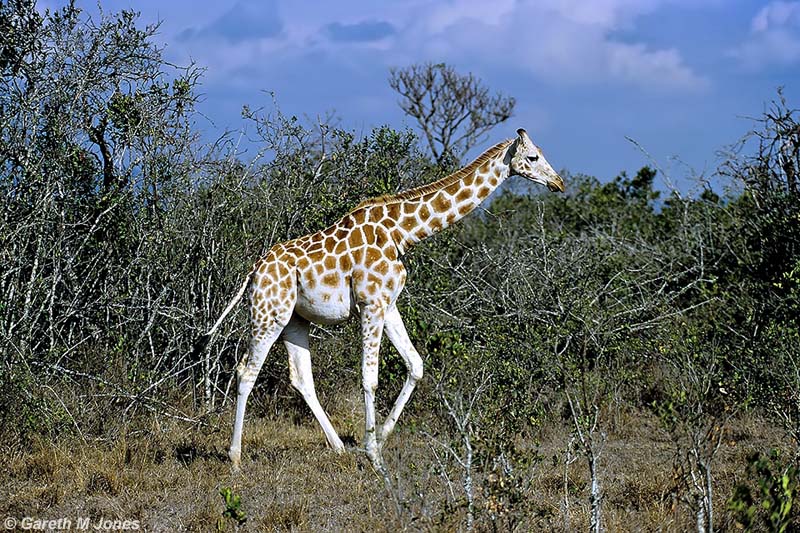 Reticulated Giraffe, Aberdare 010321