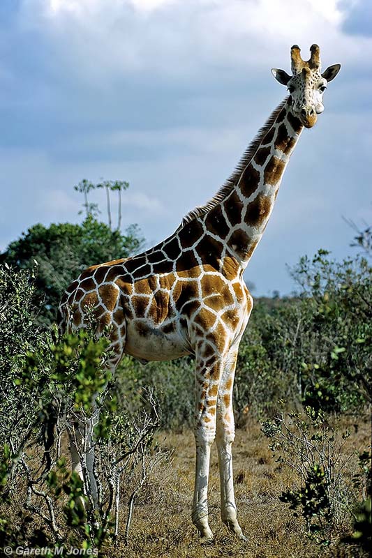 Reticulated Giraffe, Aberdare 010324
