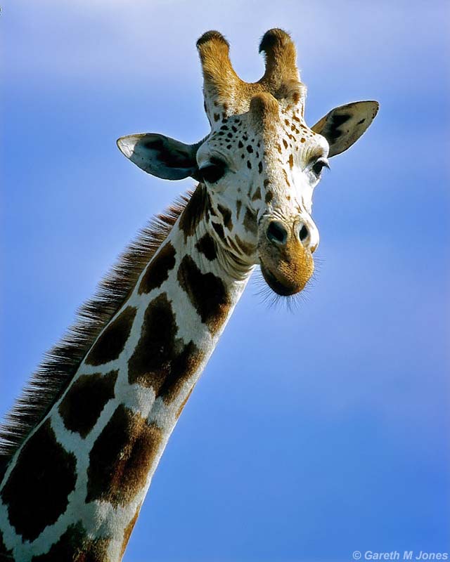 Reticulated Giraffe, Aberdare 010326