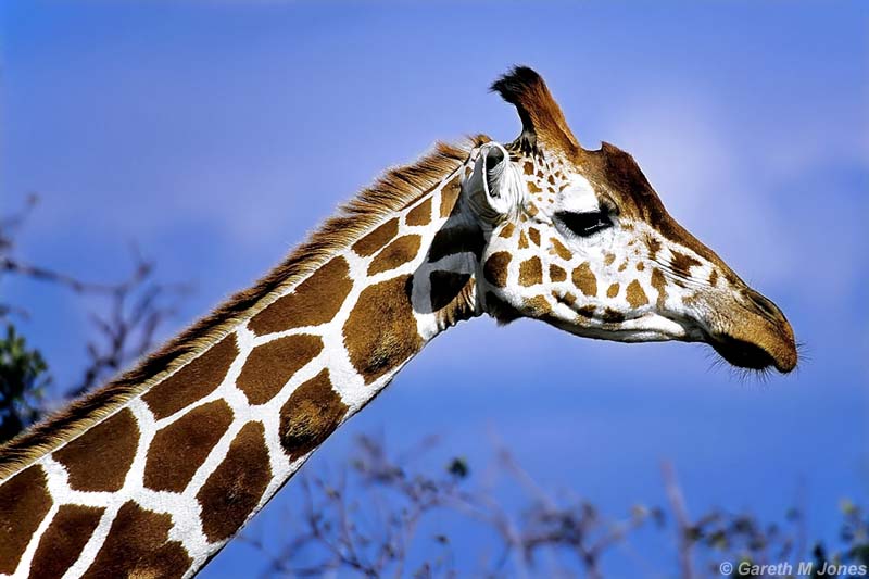 Reticulated Giraffe, Aberdare 010331