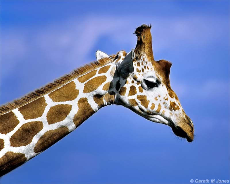 Reticulated Giraffe, Aberdare 010332
